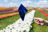 Прапор ЄС, рука, поле квітів